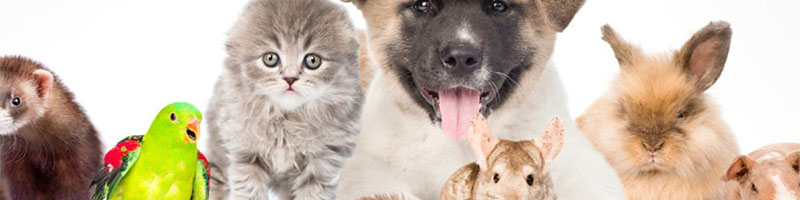 Productos para mascotas, alimentación para mascotas, Accesorios para mascotas, Juguetes para mascotas, Camas para mascotas, ropa para mascotas, Collares y correas para mascotas, Transporte para mascotas, jaulas y acuarios, Productos de higiene para mascotas, cuidado y salud de mascotas, Snacks y premios para mascotas, Aseo para mascotas, Entrenamiento de mascotas, comida natural para mascotas, Juguetes interactivos, Servicios para mascotas, Adopción de mascotas